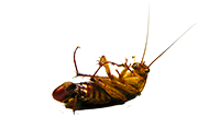 cockroach-icon