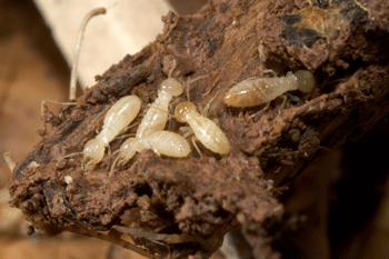 termite-inspect